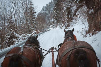 Horses drawing cart on snow covered landscape