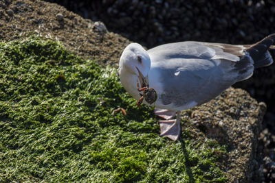 High angle view of seagull perching