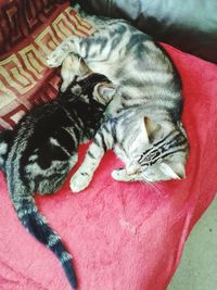 High angle view of cat sleeping on bed