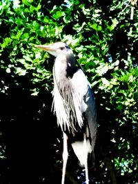 Close-up of birds