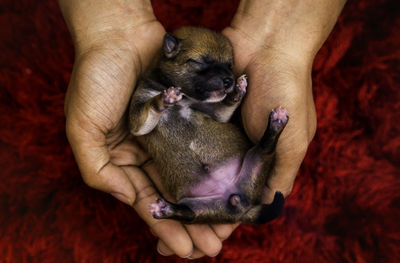 Close-up of a newborn shiba inu puppy. japanese shiba inu dog. beautiful shiba inu.