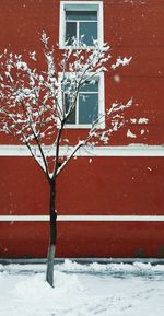 Snow covered tree by building during winter