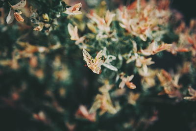 High angle view of flowers blooming outdoors