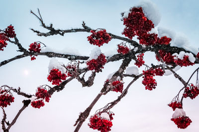 Low angle view of red berries on tree against sky