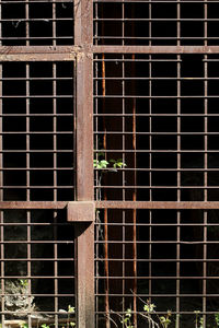 Metal grate on window