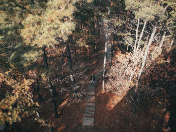 View of trees in forest