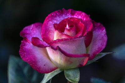 Close-up of pink rose