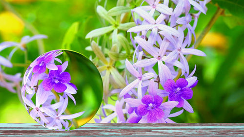 Close-up of purple flowering plants on table