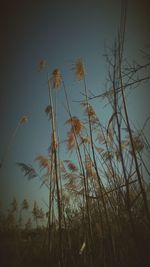 Bare trees against sky