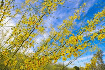 Low angle view of flowering plants against blue sky