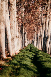 Trees in forest