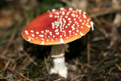 Close-up of fly agaric mushroom on field