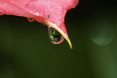 Close-up of water drops on red leaf