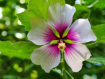 Close-up of pink flowering plant