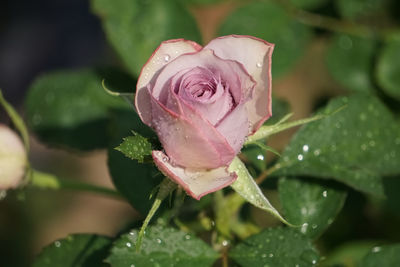 Close-up of wet pink rose