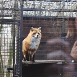 Portrait of rabbit in cage at zoo