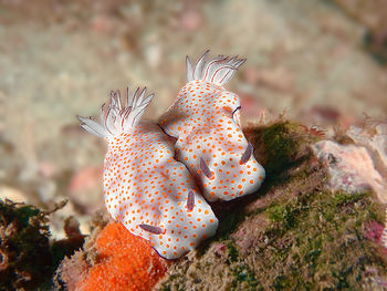 Close-up of fish swimming in sea