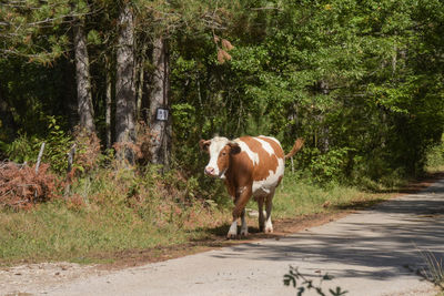 Cow in a forest