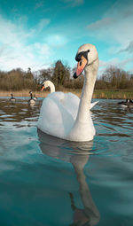 Swan swimming in lake