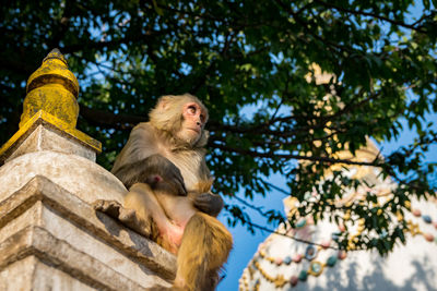 Low angle view of monkey sitting on tree