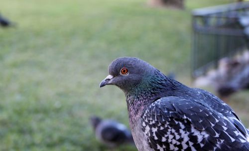 Close-up of pigeon on field