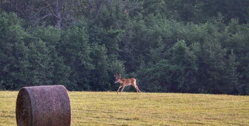 View of a deer on field