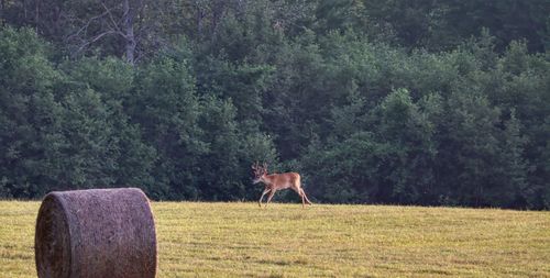 View of a horse on field