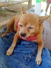 Dog relaxing on man sitting at home