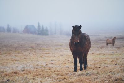 View of a horse on field