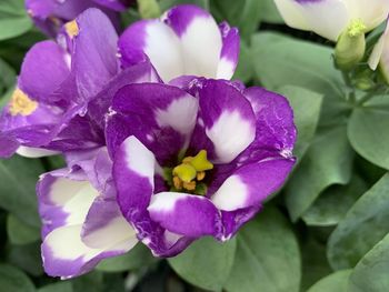 Close-up of purple flowering plant