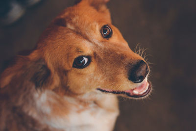 Close-up of dog looking away