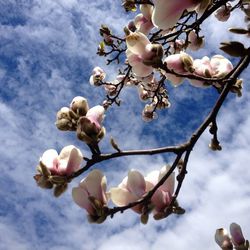 Low angle view of cherry blossom tree