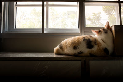 Cat relaxing on window at home