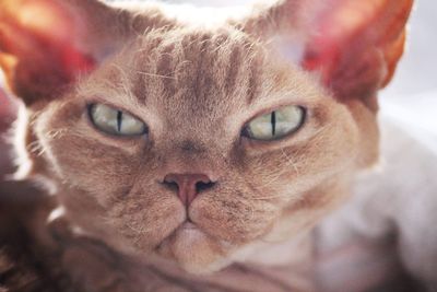 Close-up portrait of devon rex cat 