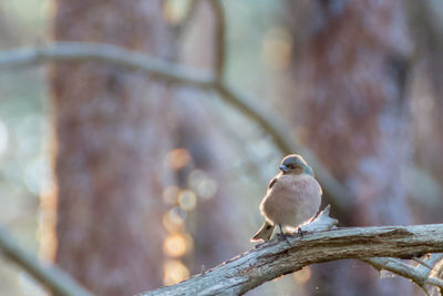 Bird perching on branch