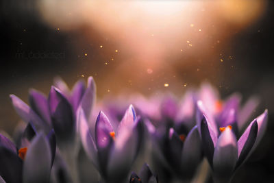 Close-up of purple crocus water