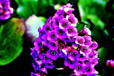 Close-up of pink flowers