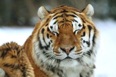 Close-up of tiger