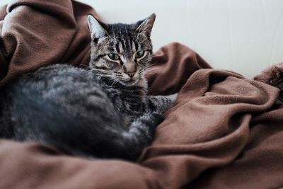 Close-up of a cat resting on bed