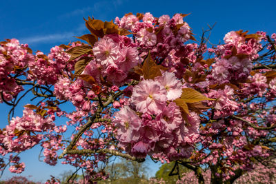 Low angle view of cherry blossoms against sky