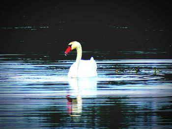 Bird in water