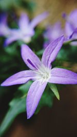 Close-up of purple flower blooming outdoors