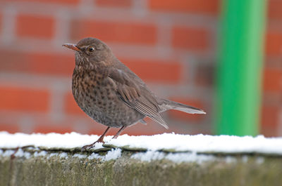 Blackbird female