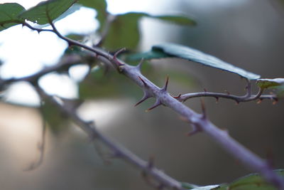 Low angle view of plant against sky