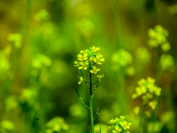 Close-up of yellow flowering plant