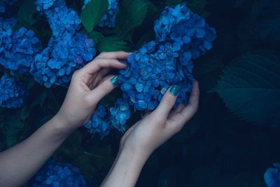 High angle view of hand holding purple blue plant