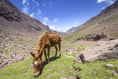 Donkey grazing on grassy field against blue sky during sunny day