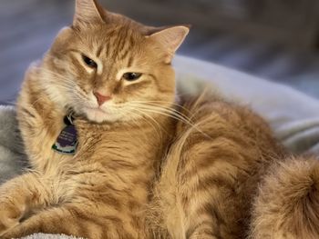 Close-up portrait of a cat