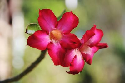 Close-up of red flowers