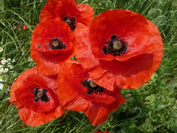 Close-up of orange poppy flowers